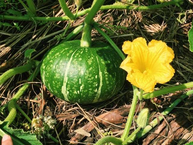 かぼちゃの収穫 ブログ 静岡市でトマトやかぼちゃやじゃがいもを栽培 販売をしています 野﨑農園