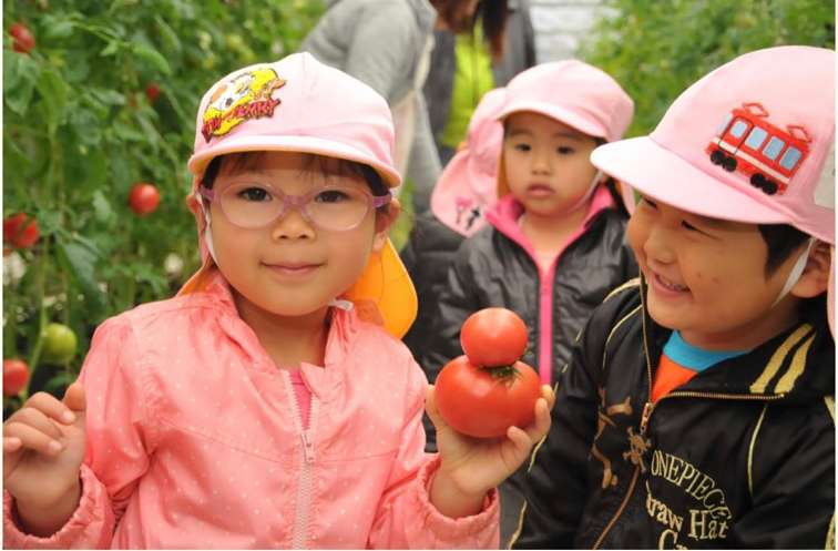 静岡市野崎農園トマト狩り収穫体験開催！